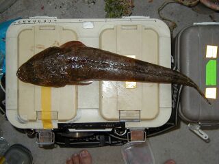 flathead.jpg (22596 oCg)
